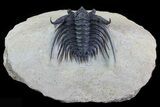 Spiny Leonaspis Trilobite - Large Specimen #71197-2
